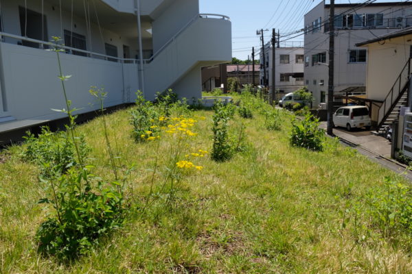 株式会社イケガミ アクアソイル工法の屋上緑化 造園工事 株式会社イケガミ アクアソイル工法の屋上緑化 造園工事