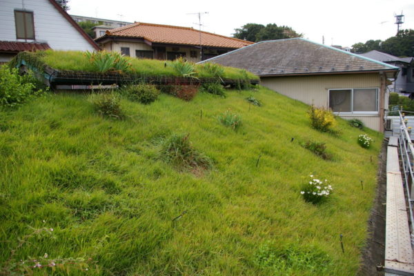 勾配のある木造屋根の緑化システム 草屋根 の施工事例 株式会社イケガミ 勾配のある木造屋根の緑化システム 草屋根 の施工事例 株式会社イケガミ